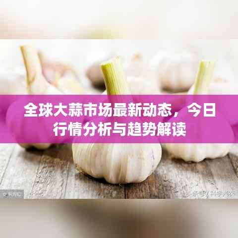 全球大蒜市场最新动态，今日行情分析与趋势解读